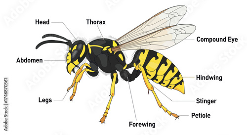Anatomical diagram of a wasp showing its external body parts with labels.