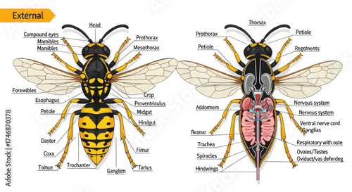 Detailed Anatomical Diagram of a Wasp External and Internal Views.