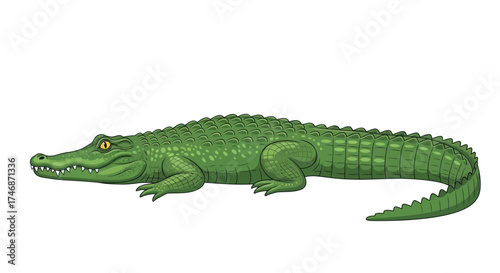 Green Crocodile Illustration with Detailed Scales and Sharp Teeth.