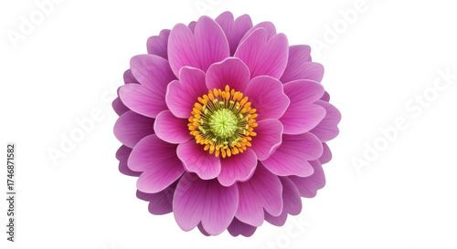Tableau sur toile Isolated Elegant Dahlia Flower Head - Romantic, Pretty, Vibrant, Delicate, Flora
