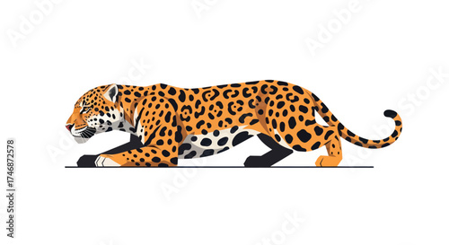 A powerful jaguar with distinctive spotted coat in a low crouch.