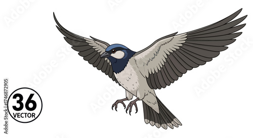 Flying Bird Illustration with Open Wings and Distinct Plumage Pattern.