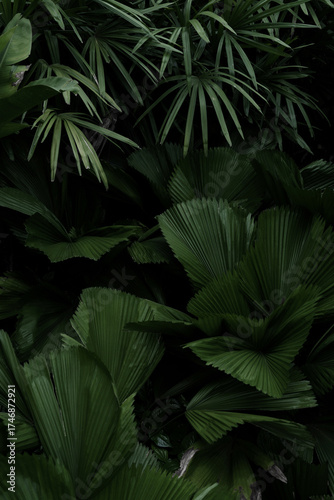 Leaves in the park concept dark green black background image(PHOTO)