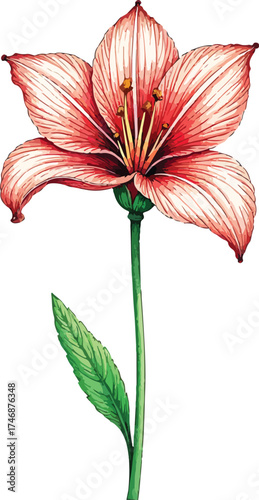 red flower isolated on white background