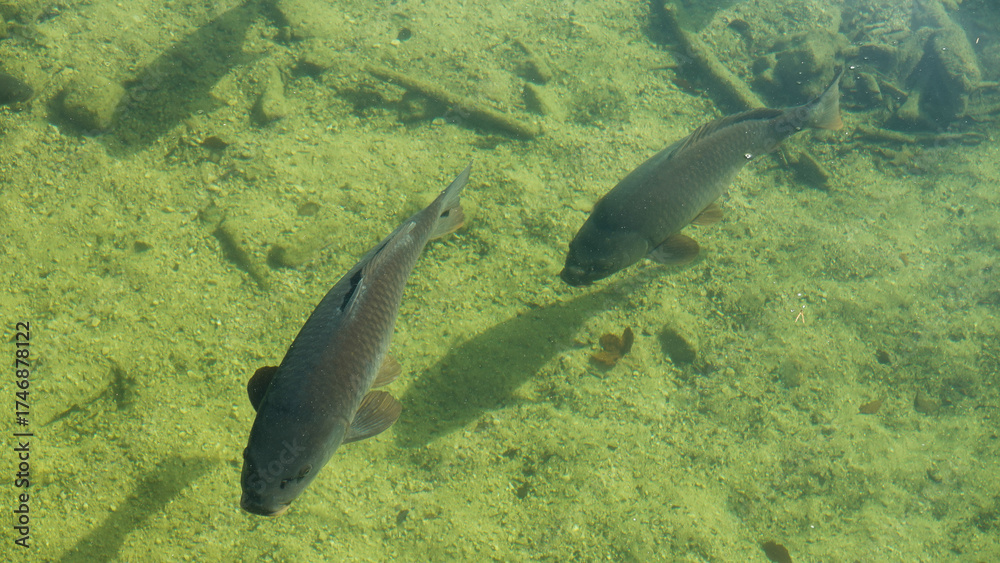 Fototapeta premium Fische im Hechtsee