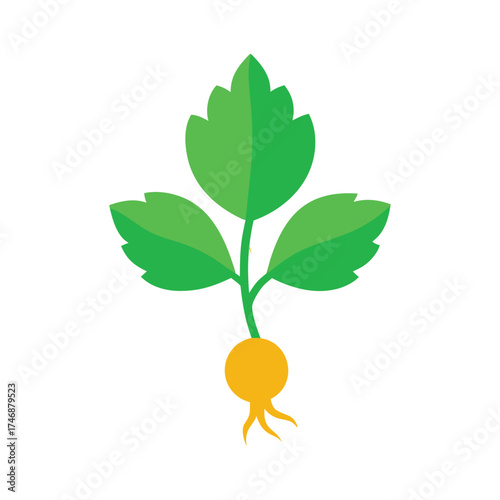 Goosefoot leafy plant on white background vector art illustration