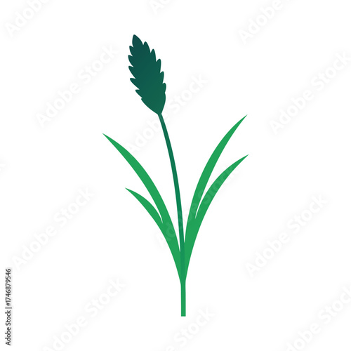 Xerophyllum bear grass wild bloom on white background vector art illustration