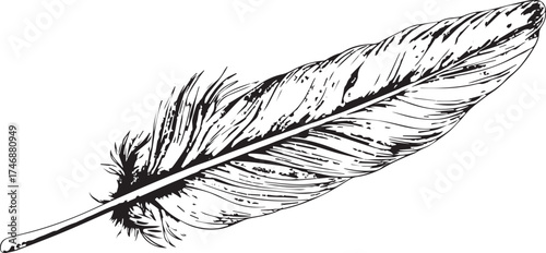 a feather quill, vector line art on a white background, high-resolution vector illustration, contour, isolated