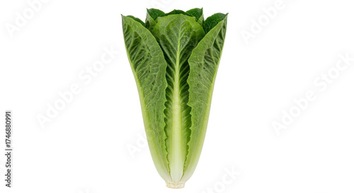 Isolated romaine lettuce head, fresh vegetable for salad or healthy eating, vitamins