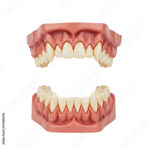 Dental model with visible gums and teeth on a Transparent Background