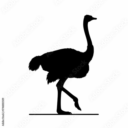 Silhouette vector illustration of an ostrich bird walking side profile