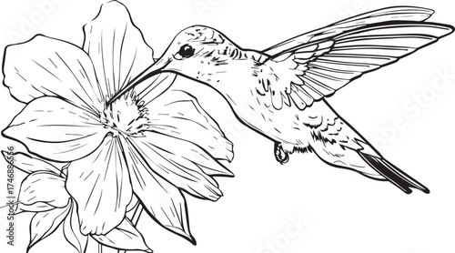 coloring page, simple black and white line art, no shading, hummingbird drinking from a flower, clipart on a pure solid white background