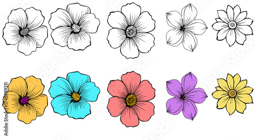 Set of daisy botany flowers 