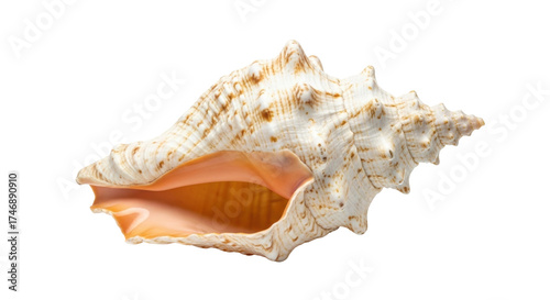 Isolated textured tan shell with orange interior, spiral shape, and pointy spikes on its body