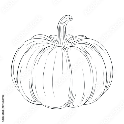 Detailed pumpkin sketch for autumn decoration and design. Vector hand drawn illustration