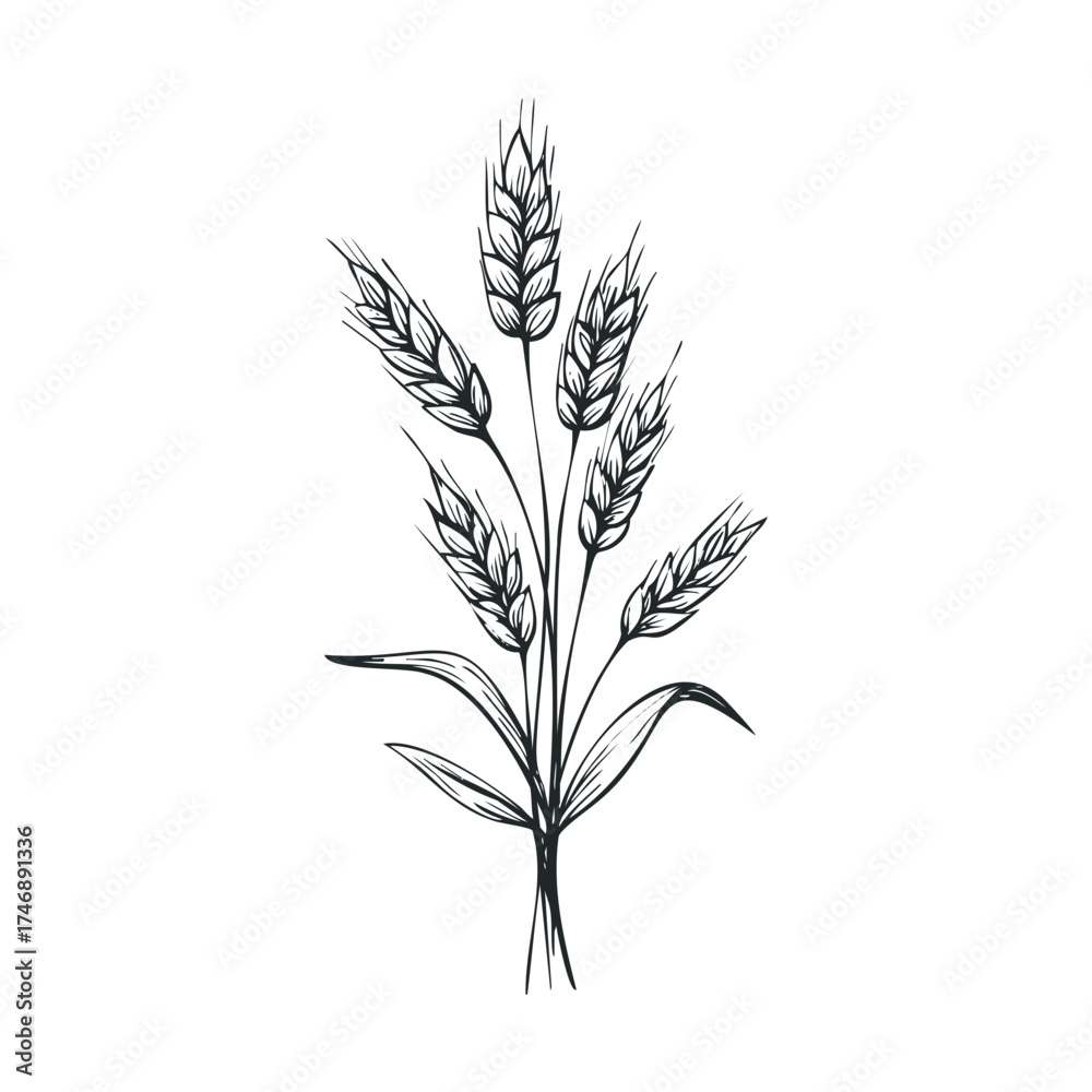 Fototapeta premium Wheat stalks arrangement for agricultural themes and designs. Vector hand drawn illustration