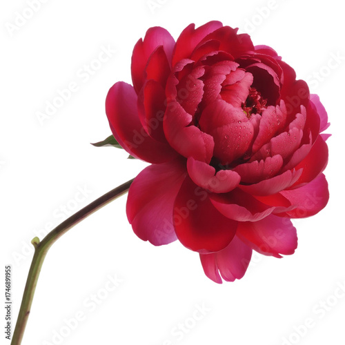 Red Peony flower isolated on white background 