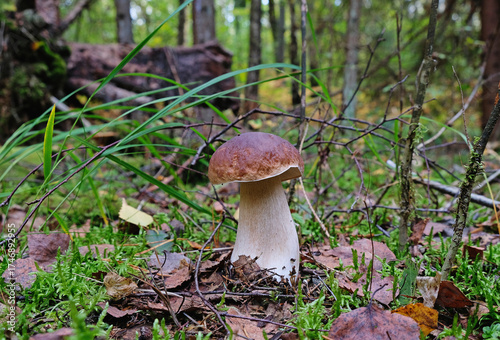 A white mushroom in a forest clearing