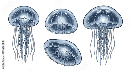 Jellyfish Set: Transparent Aquatic Creatures in Various Poses on White Background