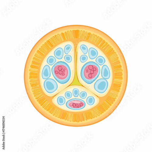 Illustration of a cross-section of an orange with visible segments and pulp against a white background.