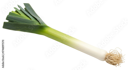Schilderij op canvas Isolated leek with fibrous roots is used in cooking, has mild onion-like flavor,