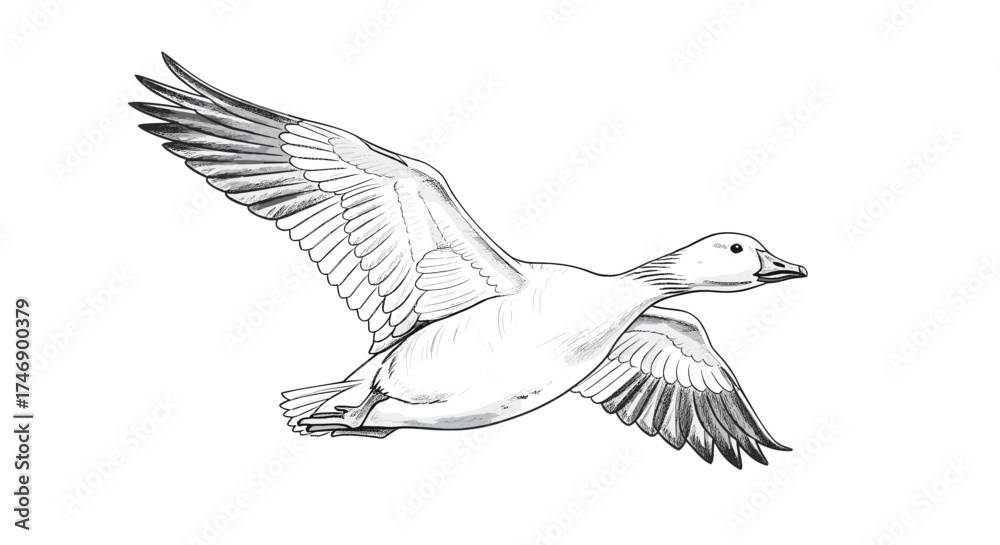 Fototapeta premium Elegant Snow Goose in Flight, Ink Sketch Illustration