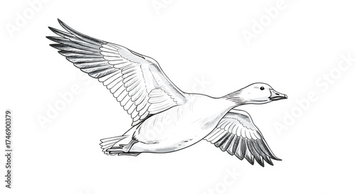 Elegant Snow Goose in Flight, Ink Sketch Illustration