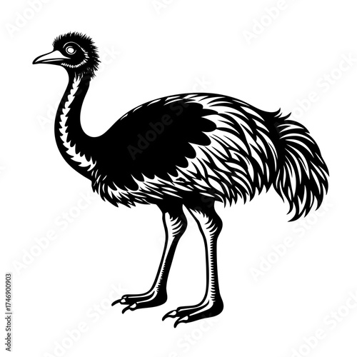 ostrich vector illustration