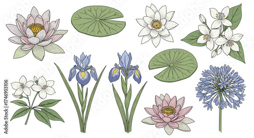 Elegant watercolor botanical collection of summer flowers and foliage