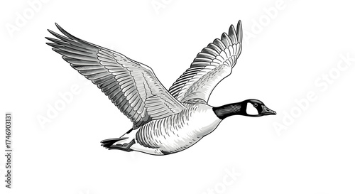 Majestic Canada Goose Flying Illustration Against a White Background