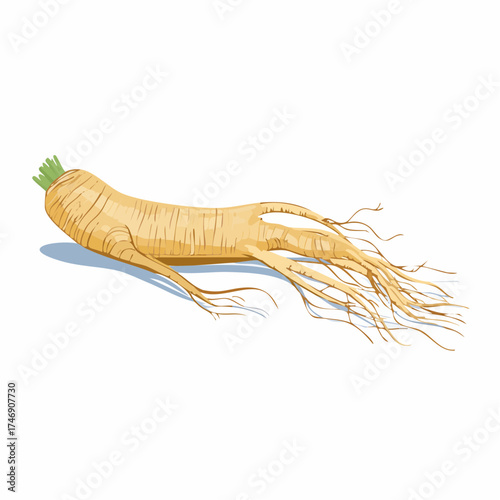 Ginseng Root Illustration - A Natural Herbal Remedy for Health and Wellness