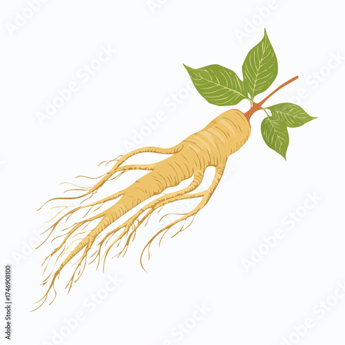 Ginseng Root Illustration with Leaves on White Background