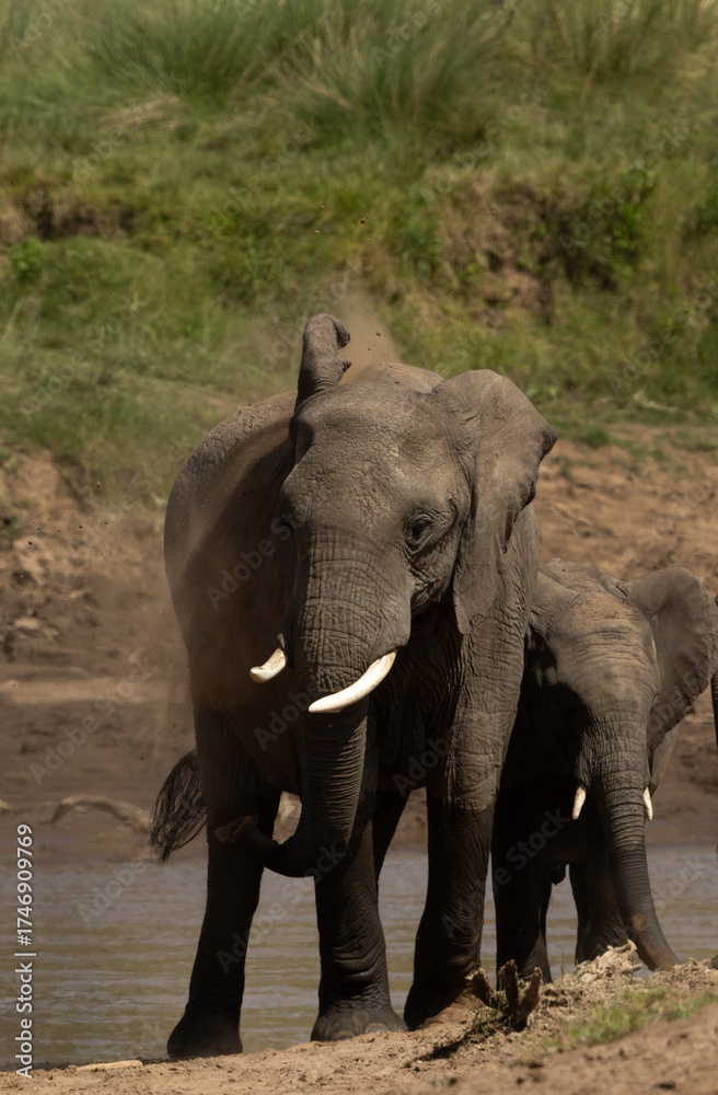 Fototapeta premium African elephants mud bathing near a river channel at Masai Mara, Kenya