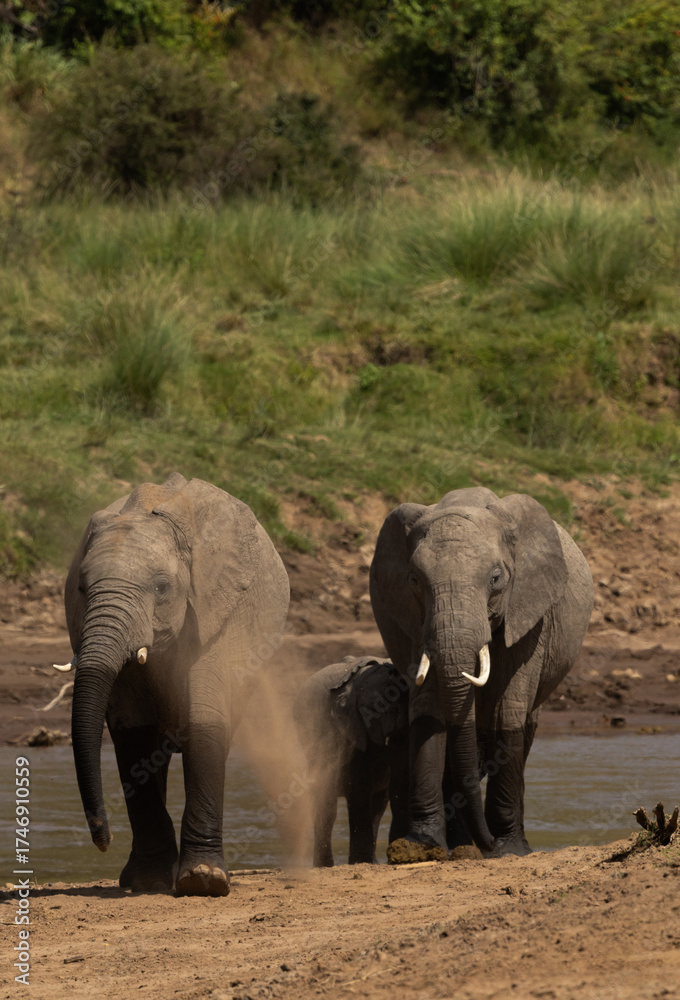 Fototapeta premium Elephants mud bathing near a river channel at Masai Mara, Kenya