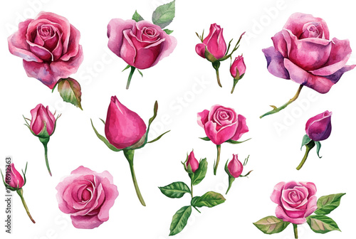 watercolor hot pink roses flowers
