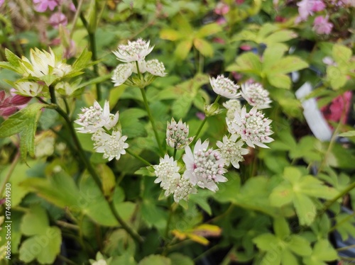 Astrantia major 'Star of Billion'