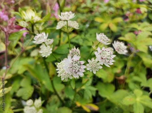 Astrantia major 'Star of Billion'