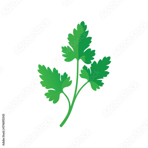 cilantro-fresh-herb