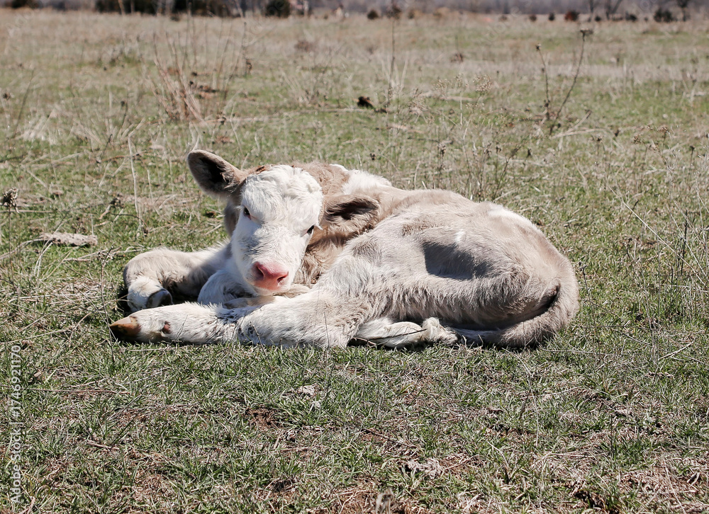 Obraz premium 2 week old calf