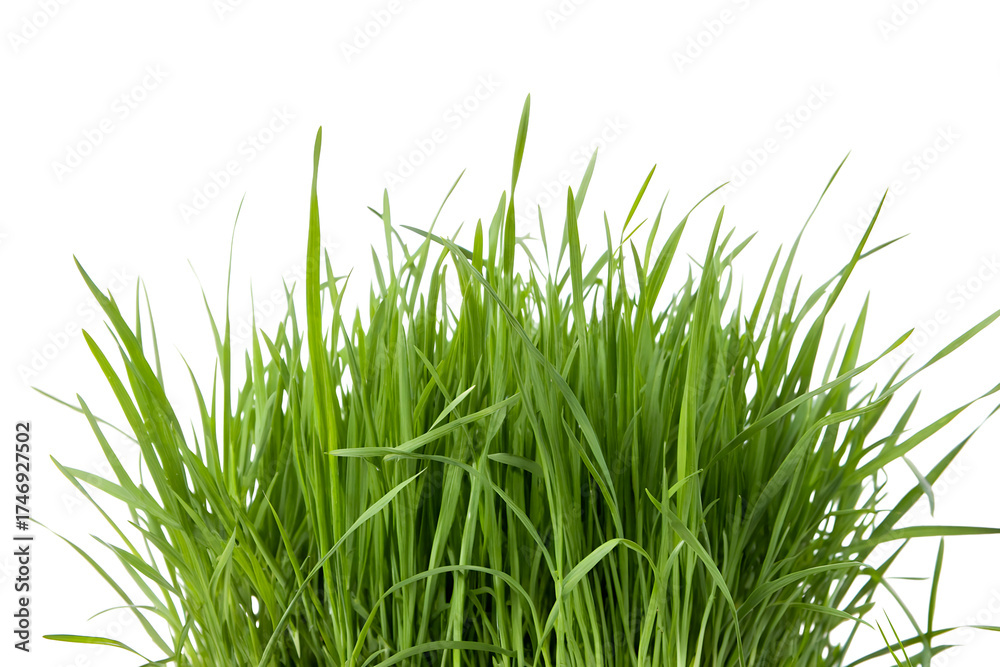 Obraz premium Fresh Green Wheatgrass Growing Against White Background