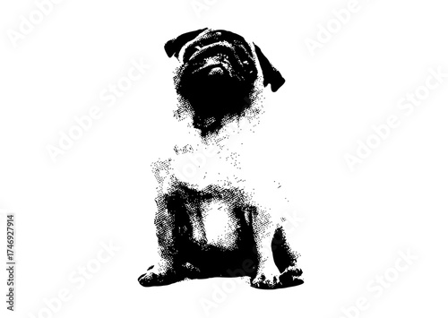 a black and white pixelated silhouette of a pug sitting on a plain transparent backgroundblack, dog, floor, photo, pug, sit, stare, white 