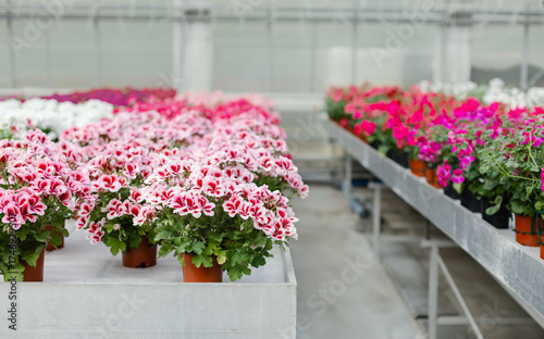 Rows blooming pink red geraniums flower pots arranged in greenhouse. Vibrant springtime gardening concept controlled environment.