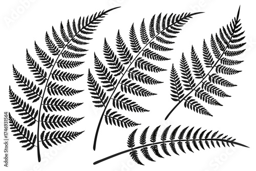 Black fern fronds vector illustration for botanical design and nature themed graphics and backgrounds use silhouette