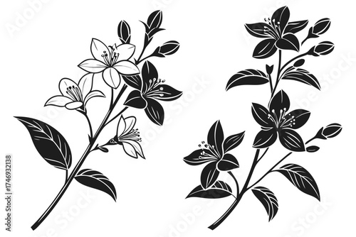 Black and white floral design with jasmine flowers vector illustration for botanical art and decoration silhouette