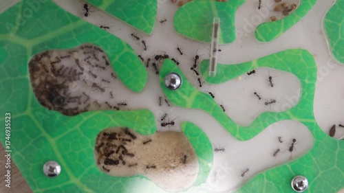 Ants in transparent ant farm tunnels showing colony activity, teamwork, Concept of nature, ecosystem