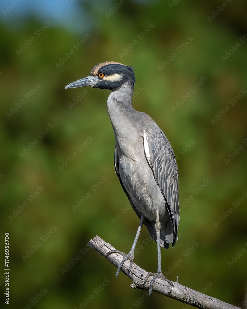 Fototapeta premium Yellow Crowned night heron on a branch and in the creek