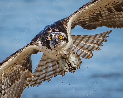 Osprey in flight over the ocean inlet