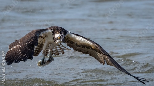 Osprey in flight and catching fish for dinner
