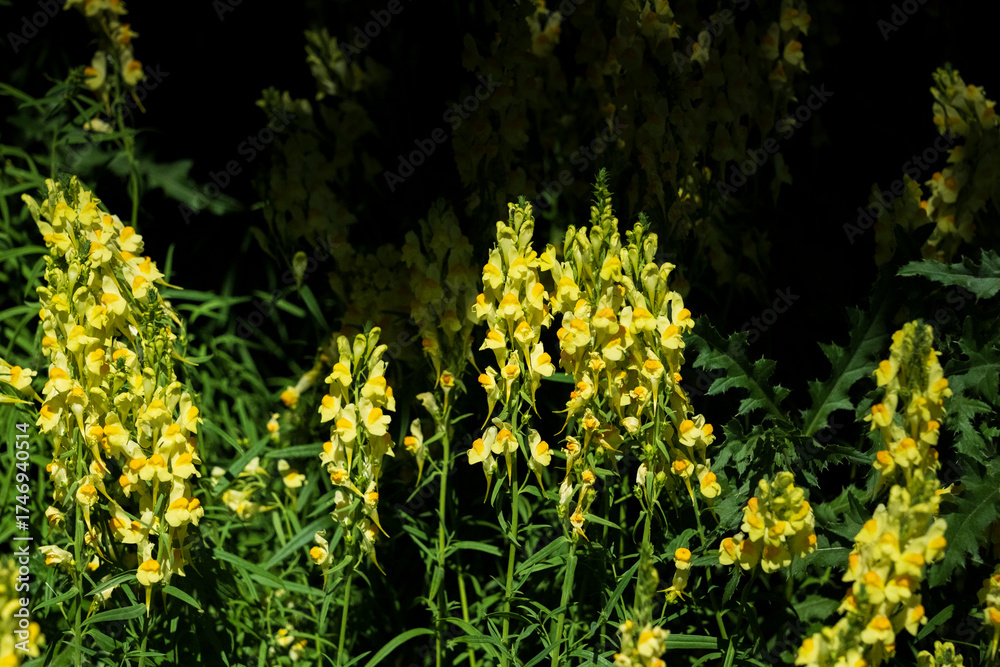 Obraz premium toadflax (Linaria vulgaris)