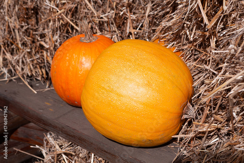 Pile of ripe organic pumpkins lying on a haystack. Background for Halloween, Thanksgiving Day. Harvest and market trading and fair of agricultural products	